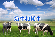 贵州牛类动物鉴定