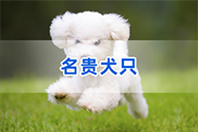 贵州狗类动物鉴定
